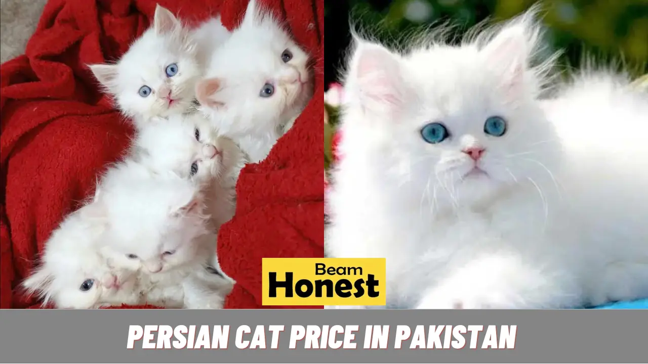 Persian Cat Price in Pakistan