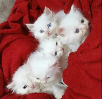 Persian Triple Coat Kitten